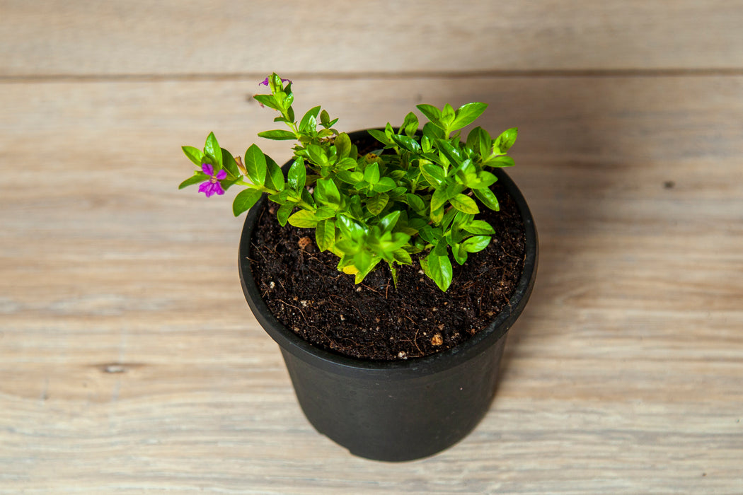 Cuphea hyssopifolia
