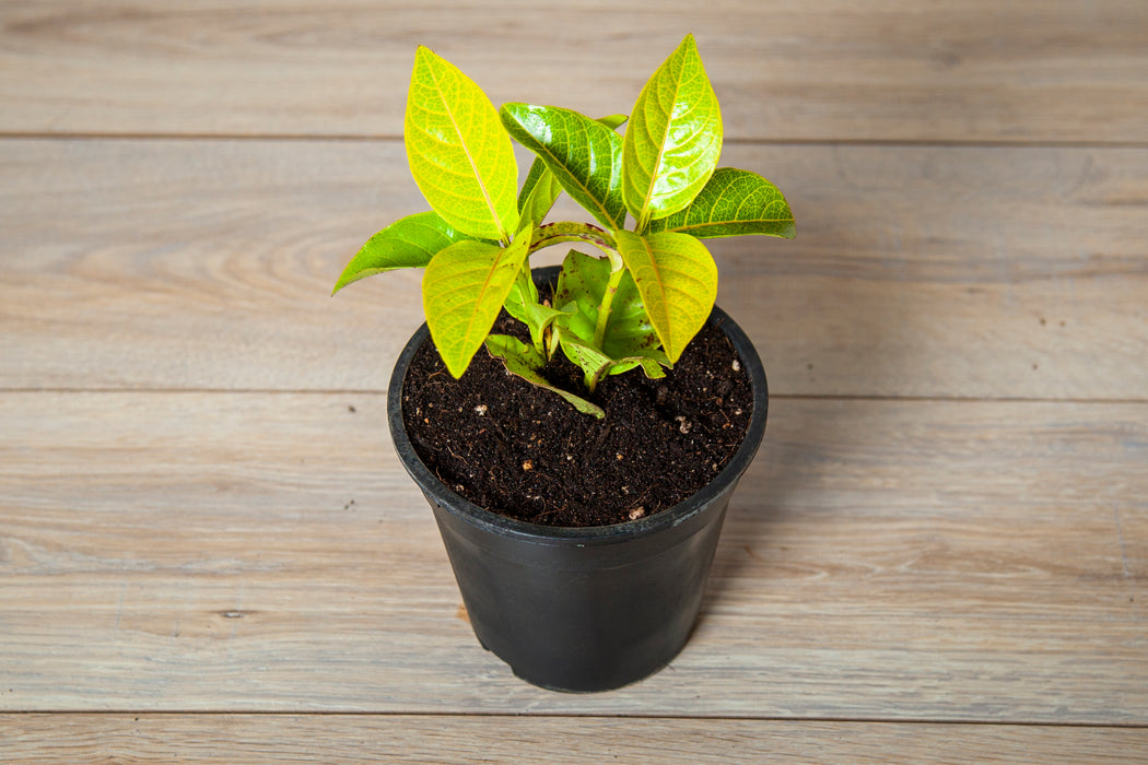 Golden eranthemum / Golden Pseuderanthemum