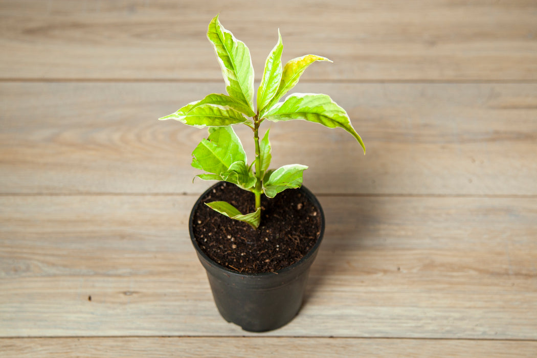 Eranthemum Variegated