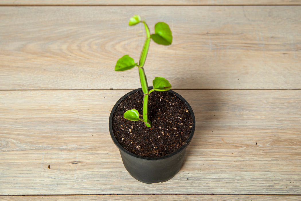 Veldt grape | hadjod |Cissus quadrangularis