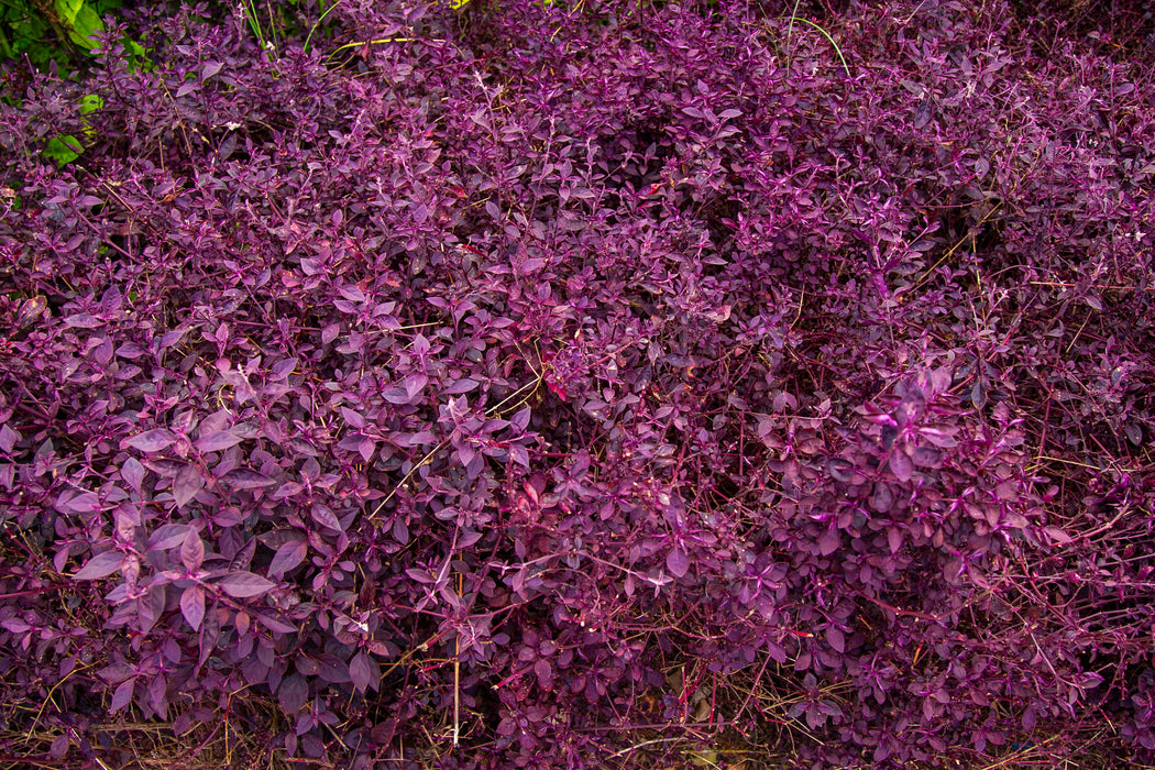 Alternenthera dentata 'Little Ruby'