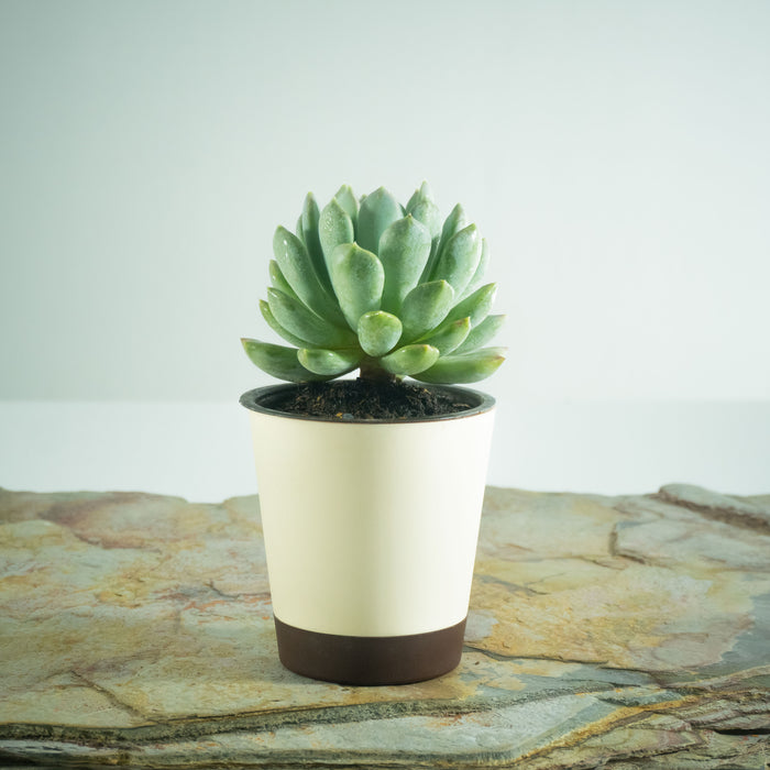 Echeveria 'Blue Bird'