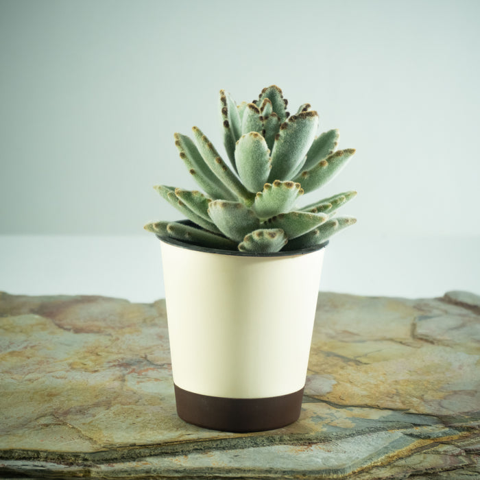 Chocolate soldier | Kalanchoe tomentosa 'Nigra'