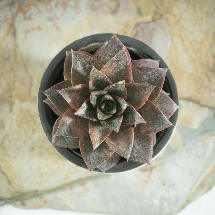 Echeveria chinensis