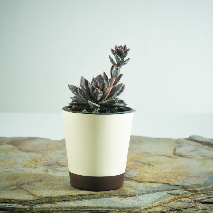 Echeveria Serrana