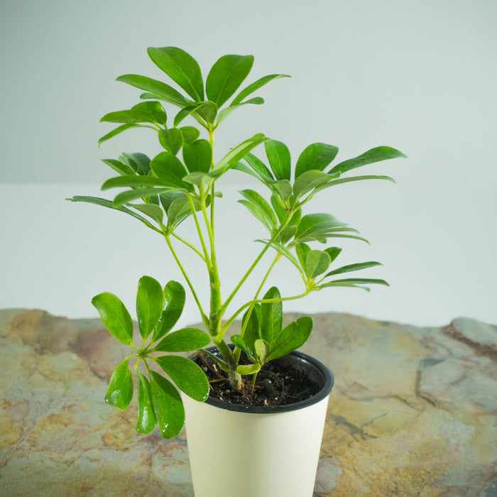 Dwarf umbrella tree | Schefflera arboricola