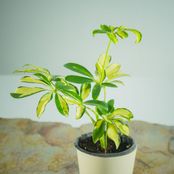Dwarf schefflera variegated | Schefflera arboricola