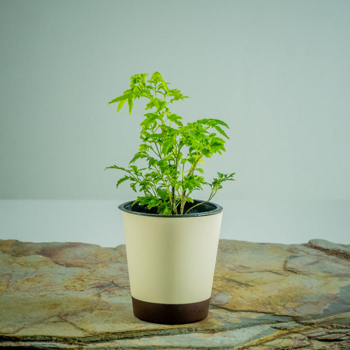 Plum aralia | Polyscias scutellaria