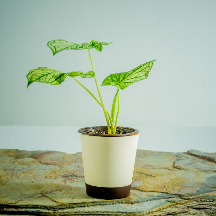 Caladium Mix