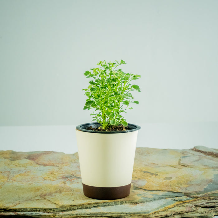 Aralia vaerigated | Polyscias fruticosa