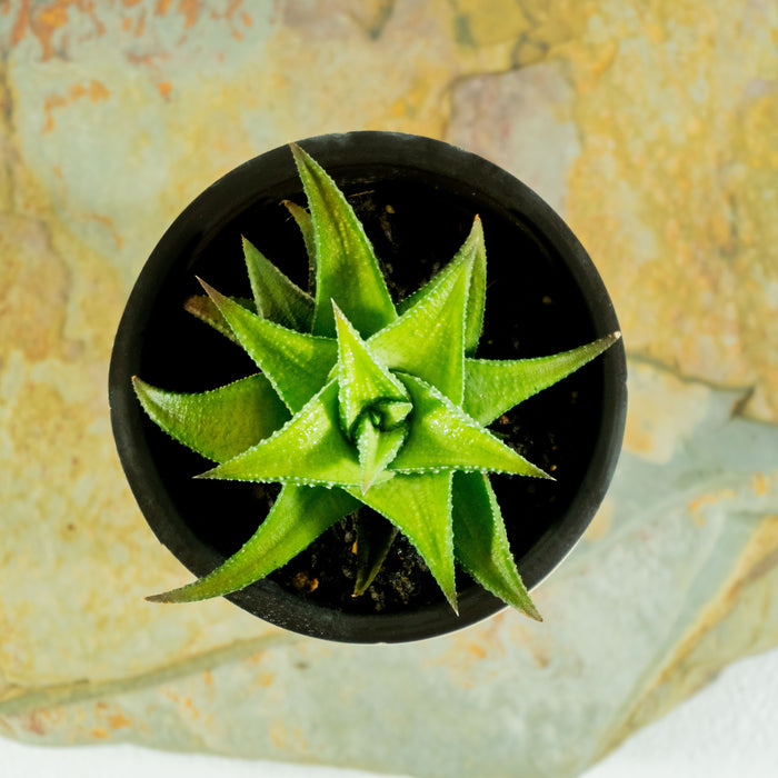 Fairies Washboard | Haworthia limifolia 'Jewel'
