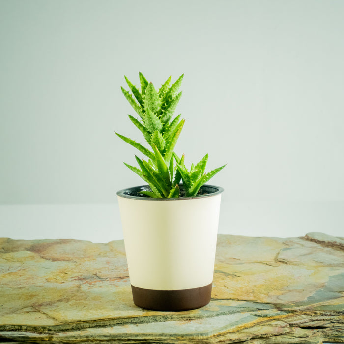 Aloe Juvenna tiger tooth