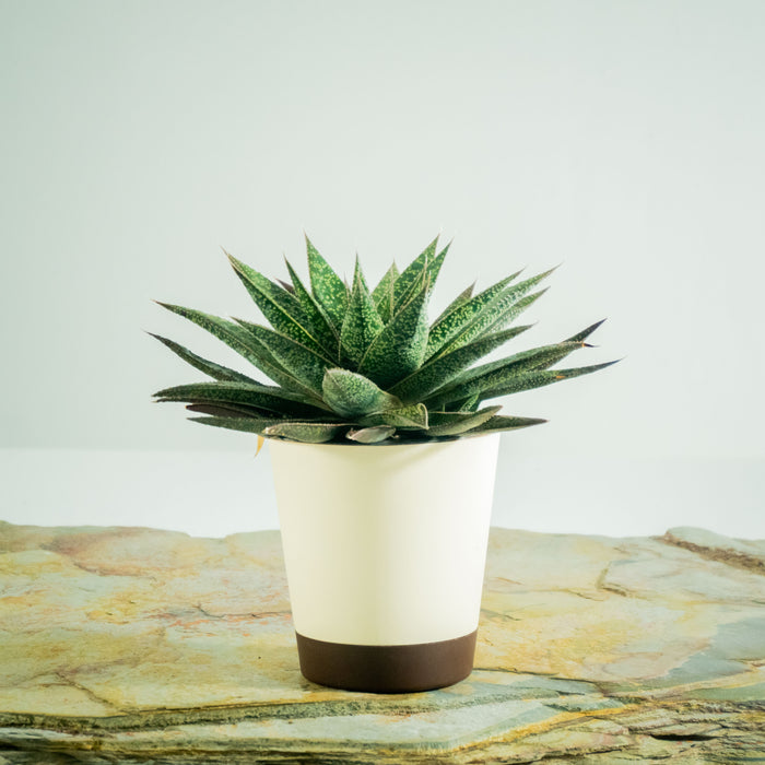 Aloe Flow