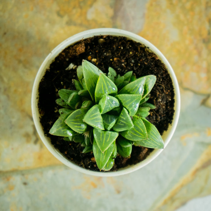 Haworthia Retusa
