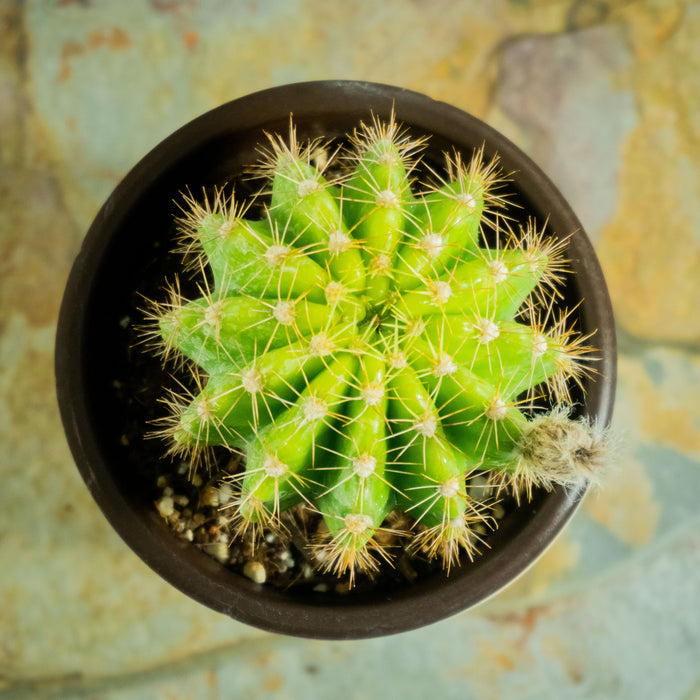 Echinopsis obrepanda (salm - dyck)