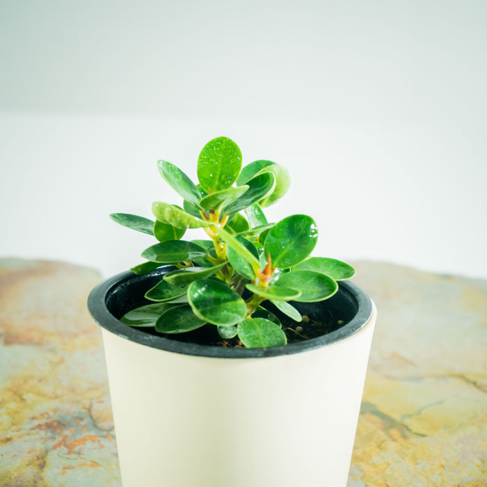 Ficus microcarpa | Ficus moclame