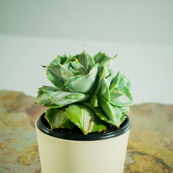 Agave Isthmensis Mediopicta