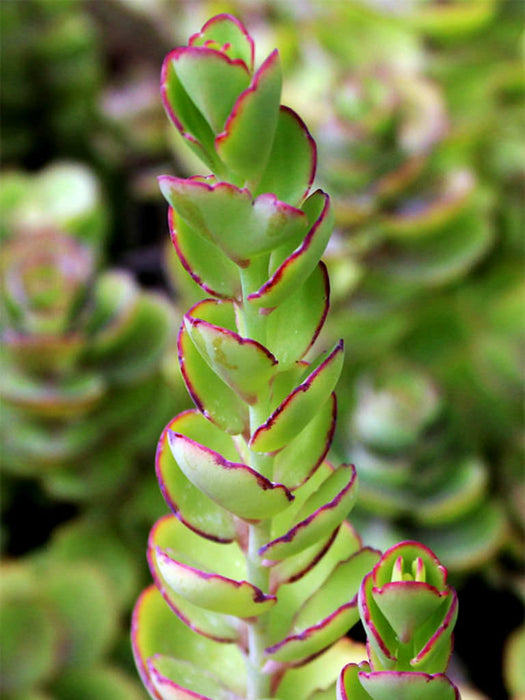Milky Widow's Thrill | Kalanchoe laxiflora baker