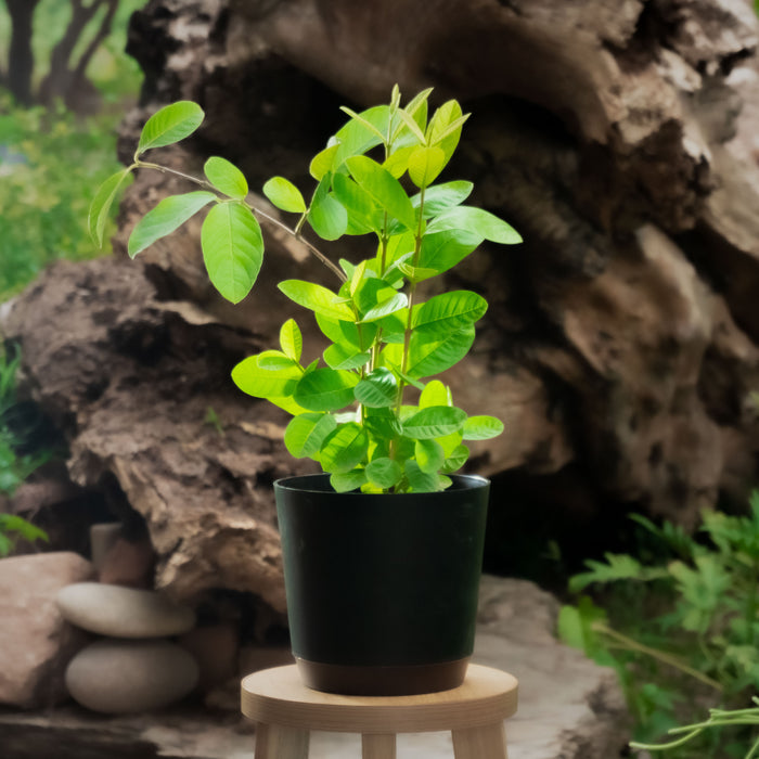 Kapar | Paalai | Wrightia tinctoria
