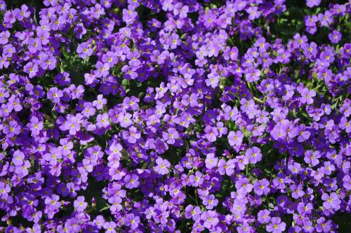 Lavender_Biocarve