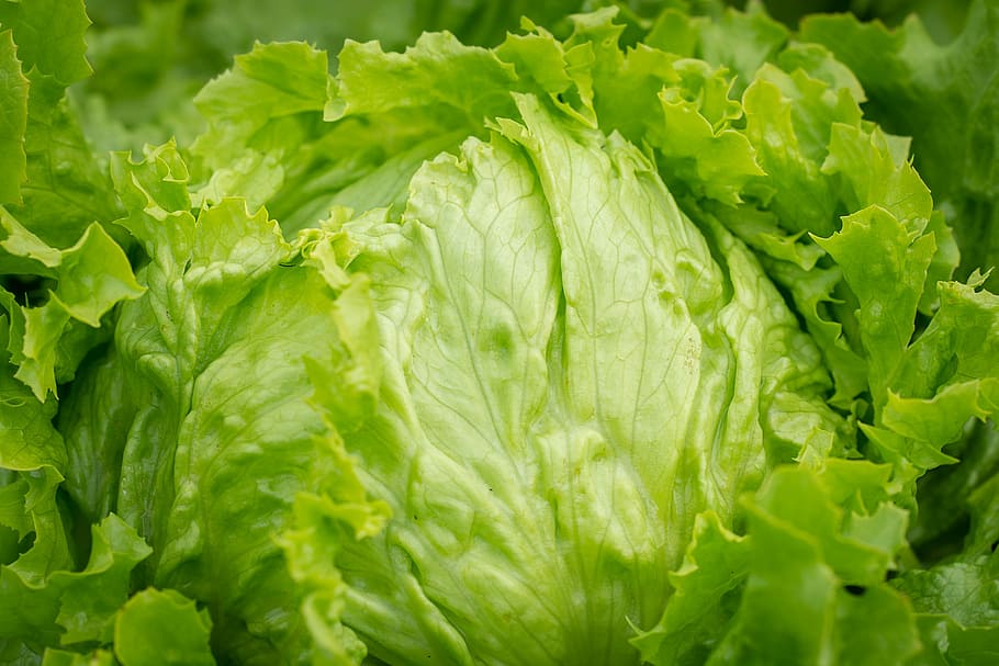 Lettuce Ice Burg_Biocarve
