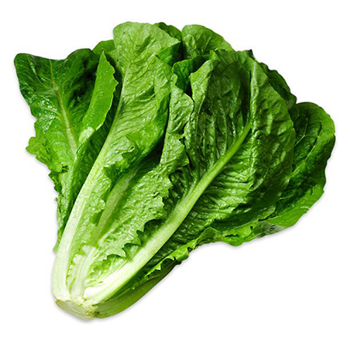 Lettuce Romaine_Biocarve