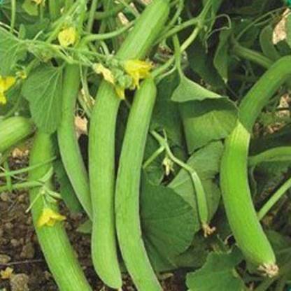 Long Melon_Biocarve
