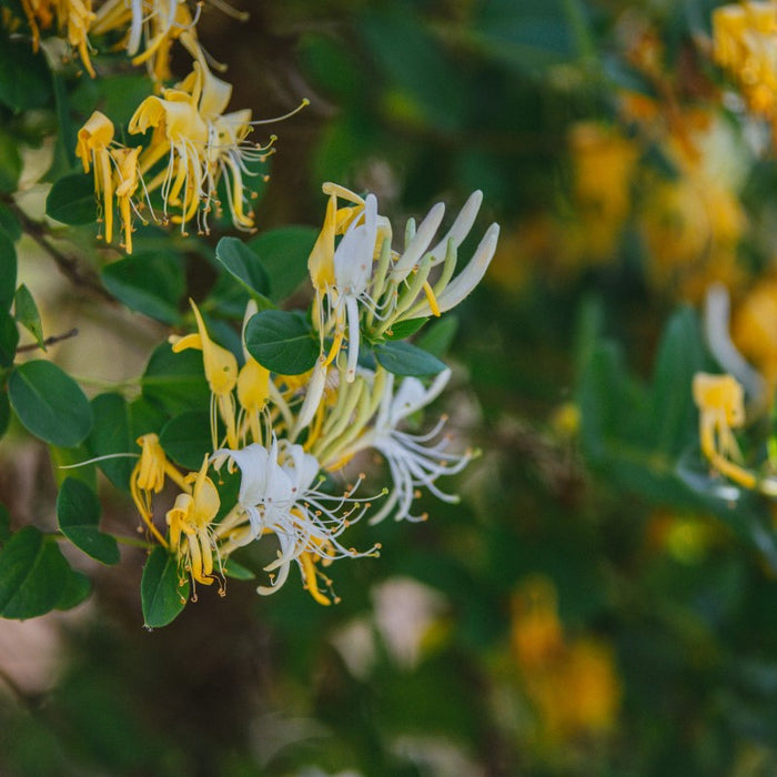 Madhumathi | Lonicera japonica