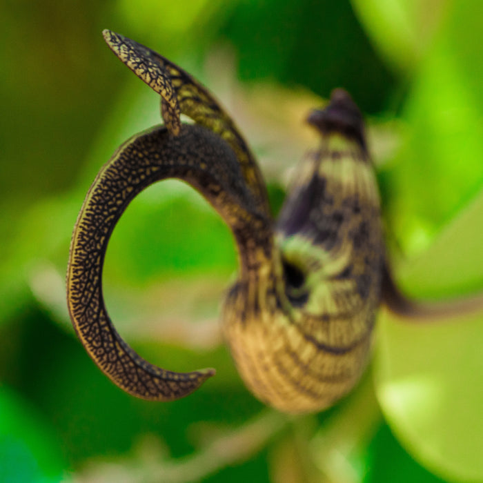 Aristolochia Ringens Seeds_Kanha