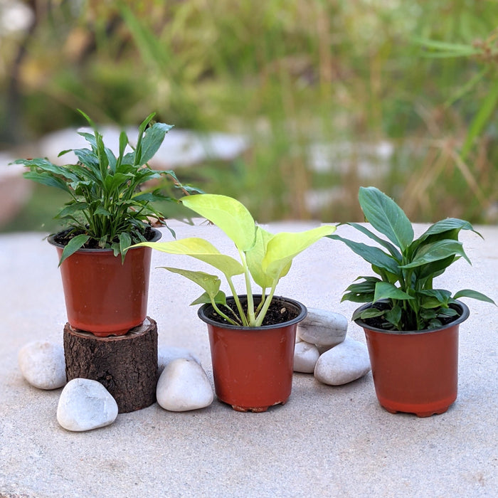 Magic Aura | Peace lily, Money plant neon, Peace lily viscota,