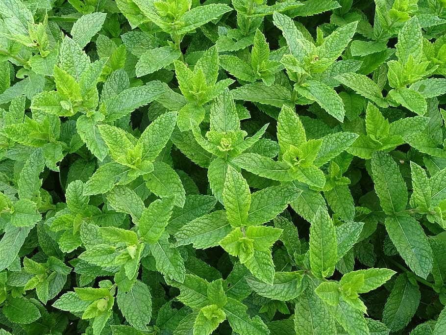 Mint_Biocarve
