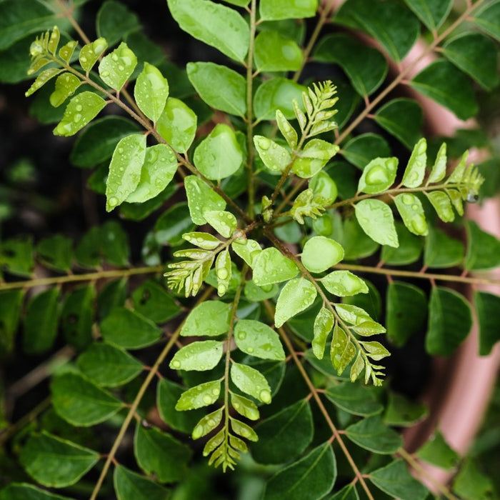 Curry Leaves | Murraya