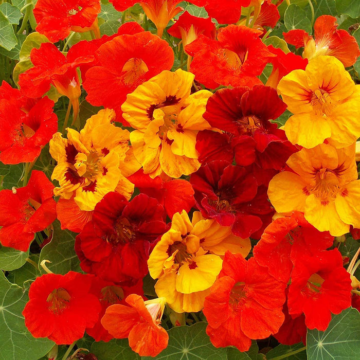 Nasturtium Mix_Biocarve