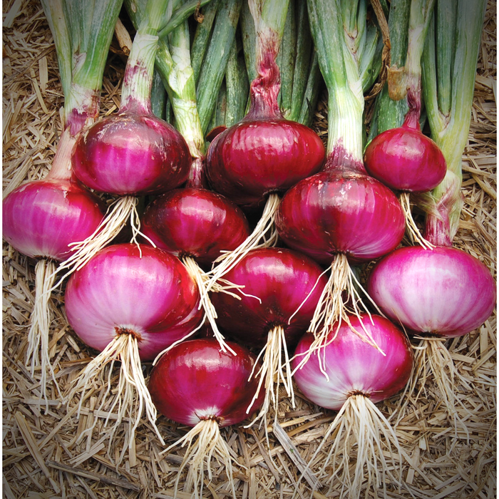 Onion Red_Biocarve