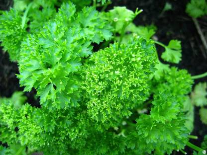 Parsley curled_Biocarve