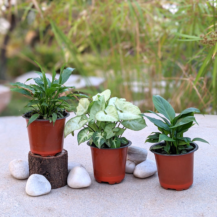 Peaceful Air Purifiers | Peace lily viscota, Butterfly Syngonium, Peace lily