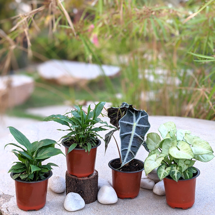 Peace loving Air Purifiers | Peace lily, Peace lily viscota, Alocasia amazonica, Butterfly Syngonium