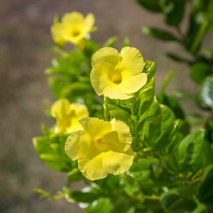 Pentalinon luteum | Yellow mandevilla