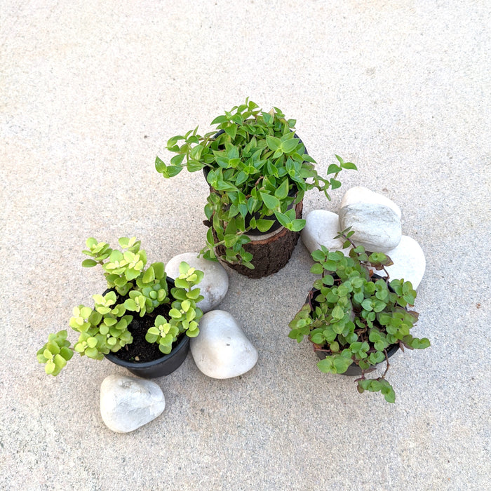 Pretty hanging basket | Callisia 'Itsy Bitsy Inch' green, Creeping inch plant, Tangled Hearts