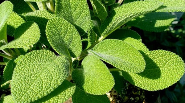Sage Broad Leaved_Biocarve