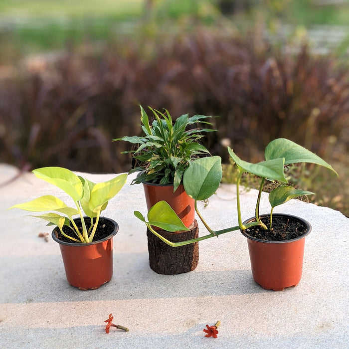 Serenity Air Purifiers | Money Plant Neon, Peace lily viscota, Money plant green