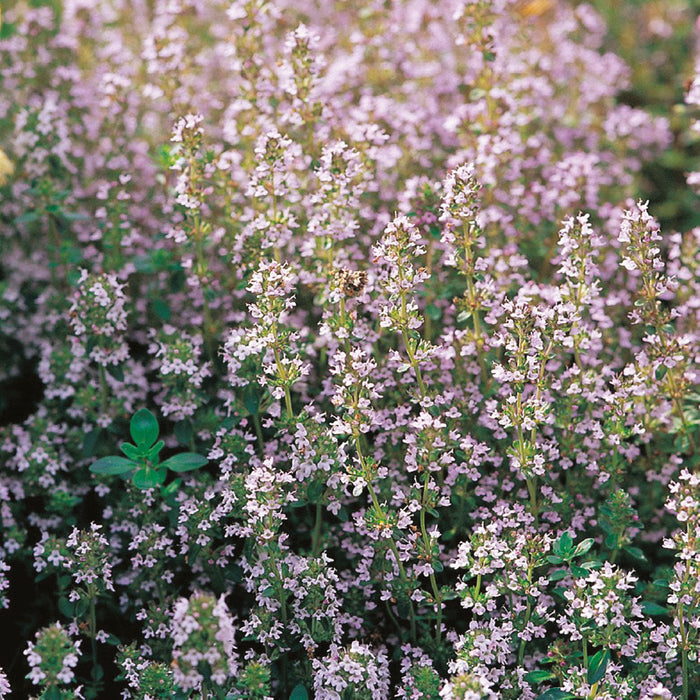 Thyme English Winter_Biocarve