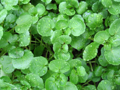 Water Cress_Biocarve