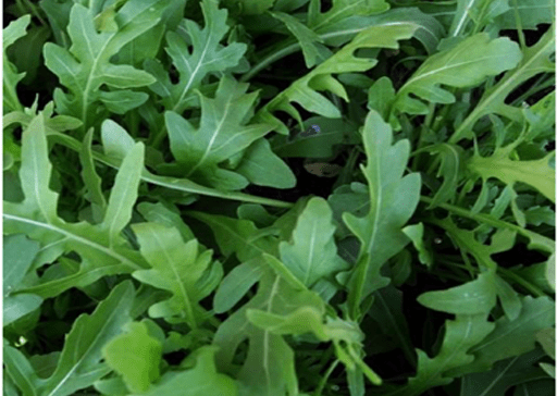 Wild Rocket_Biocarve