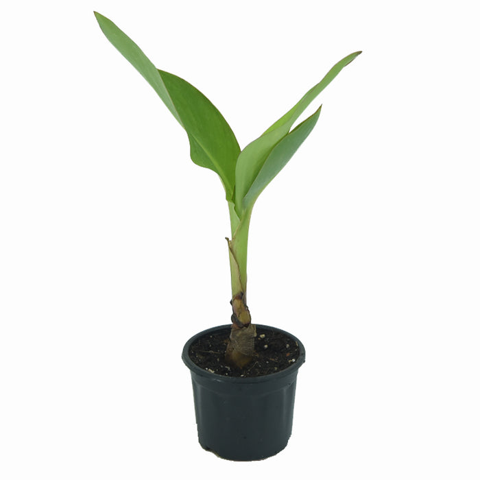 Canna | Canna indica