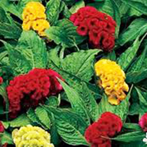 Celosia Cocks Comb Mix_Biocarve