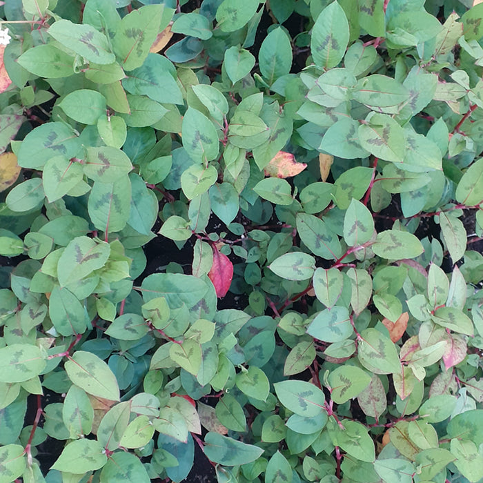 Chinese Knotweed | Persicaria chinensis