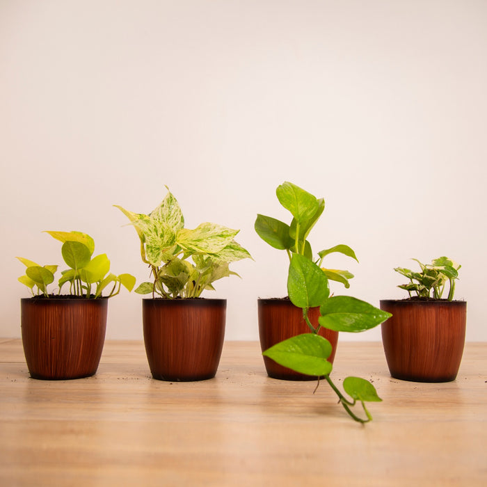 Blessings of Laxmi-ji / Money plant 'N-Joy, / Money plant 'Green'/ Money plant 'Marble / Money plant 'Golden'Queen' /