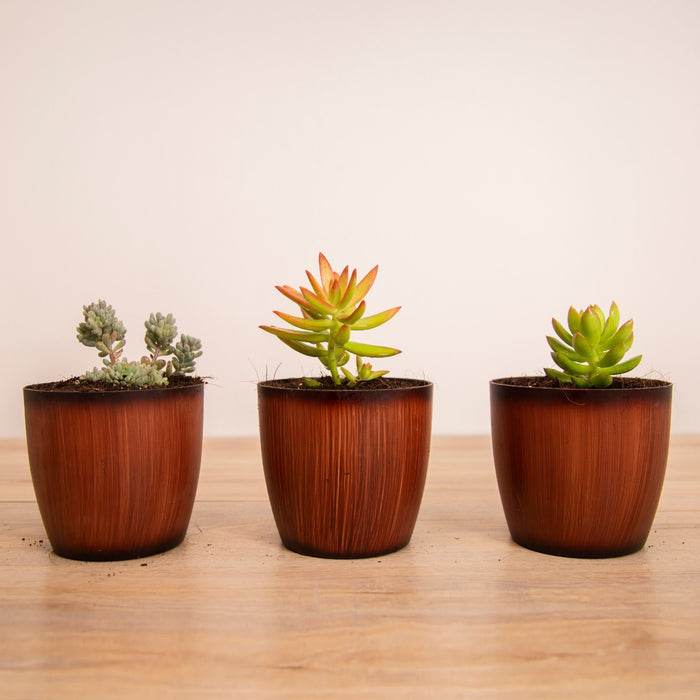 Cutie-patootie Indoors Combo/ Coppertone Sedum, Sedum Adolphii 'Firestorm', Sedum Silver