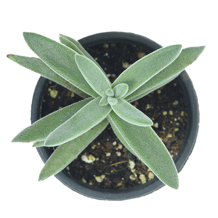 Crassula mesembryanthemoides hybrid